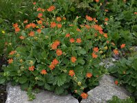 Geum coccineum 4, Saxifraga-Harry Jans Geum coccineum